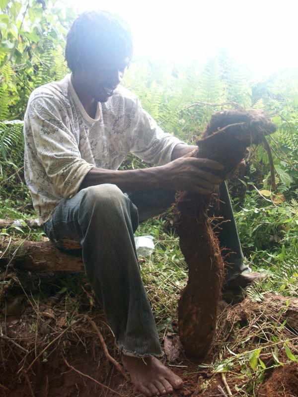 Yam Almighty